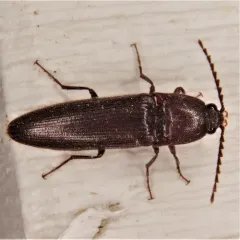 Chestnut-footed Click Beetle thumbnail 3