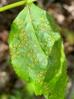 Phylloxera foveola thumbnail 4
