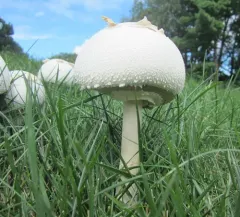 Green-spored Parasol thumbnail 4