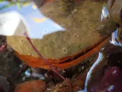 Smooth Scallop Sponge thumbnail 2