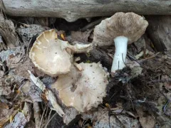 Coprinopsis uliginicola thumbnail 2