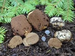 Phlegmacium sublilacinum thumbnail 4