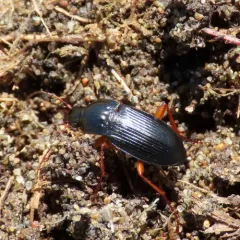 Calathus fuscipes thumbnail 3