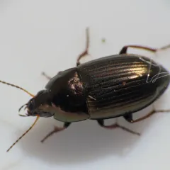 Common Sun Beetle thumbnail 3