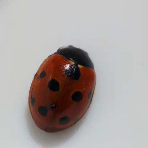 Eleven-spotted Ladybird Beetle