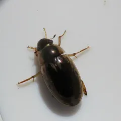 Lateral-lined Water Beetle thumbnail 2