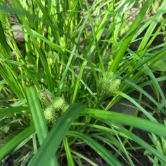 Frank's sedge thumbnail 3