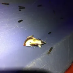 Beautiful Wood-nymph thumbnail 3
