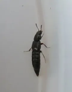 Aleochara sulcicollis thumbnail 2