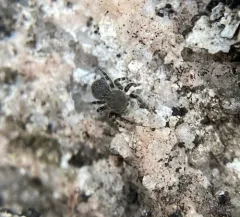 Minute Jumping Spider thumbnail 3