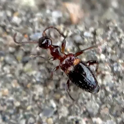 Acanthinus exilis
