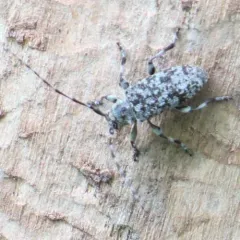 Oplosia nubila thumbnail 3