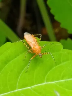 Orange Assassin Bug thumbnail 2