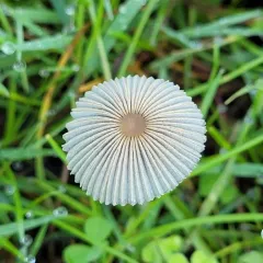 pleated inkcap thumbnail 3