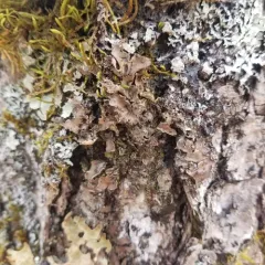 tree pelt lichen thumbnail 3
