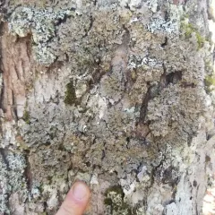 Wrinkled Shingle Lichen thumbnail 3