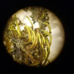 Leucodon brachypus thumbnail 3