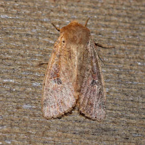 Ruby Quaker