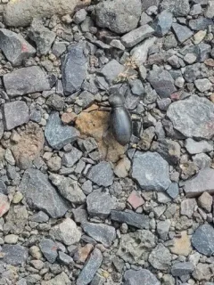 Coelocnemis punctata thumbnail 2
