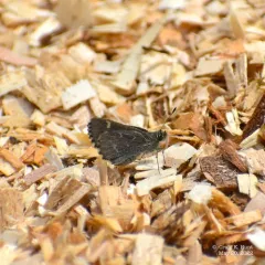 Pepper and Salt Skipper thumbnail 2