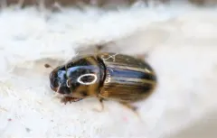 Labarrus cincticulus thumbnail 2