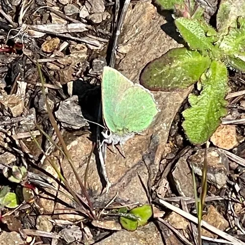 Lotus Hairstreak