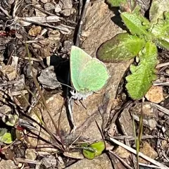 Lotus Hairstreak thumbnail 1