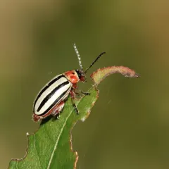 Striped Willow Leaf Beetle thumbnail 2
