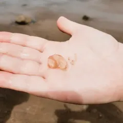 Sea Gooseberry thumbnail 4