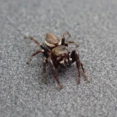 Metaphidippus manni thumbnail 1