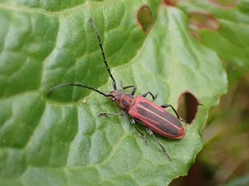 Holopleura marginata