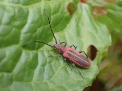 Holopleura marginata thumbnail 1