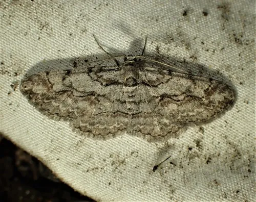 Small Purplish Gray