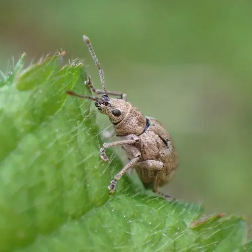 obscure root weevil