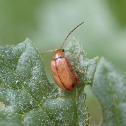 Ragwort Flea Beetle