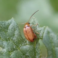 Ragwort Flea Beetle thumbnail 1