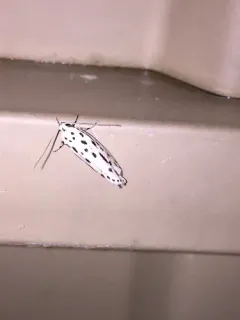 Zeller's Ethmia Moth thumbnail 2