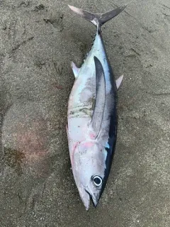 Albacore thumbnail 3