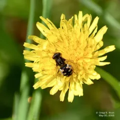 Dusky Bog Fly thumbnail 3