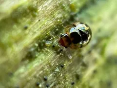 Agathidium maculosum thumbnail 4