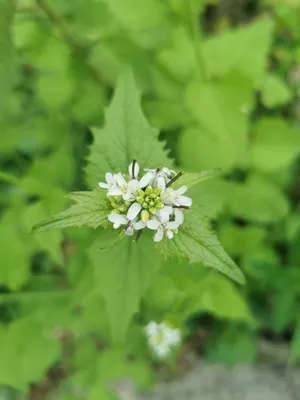 garlic mustard thumbnail 2