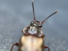 Deinopteroloma subcostatum thumbnail 2