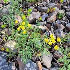 pungent desert parsley thumbnail 4
