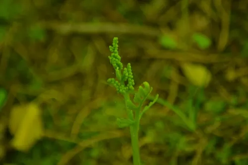 pointed moonwort