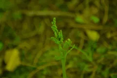 pointed moonwort thumbnail 1