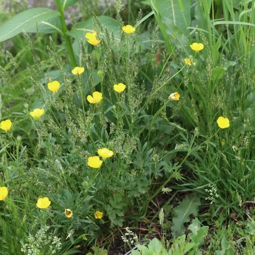 bulbous buttercup