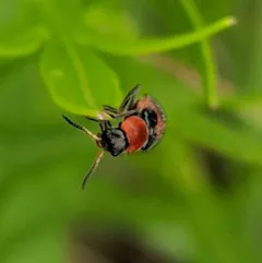 Four-spotted Collops thumbnail 4