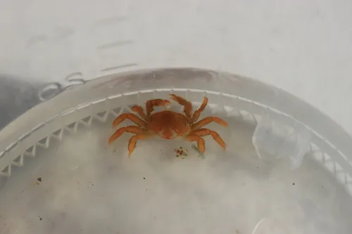 Mottled Pea Crab