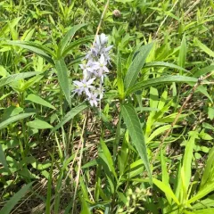 Atlantic camas thumbnail 1