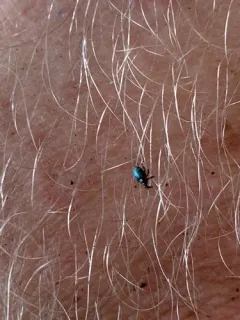 Ceutorhynchus erysimi thumbnail 4